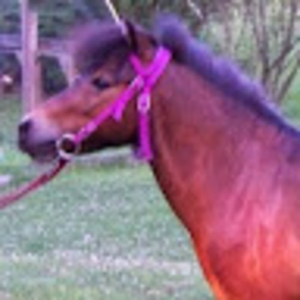 Meet your Posher, Laurel